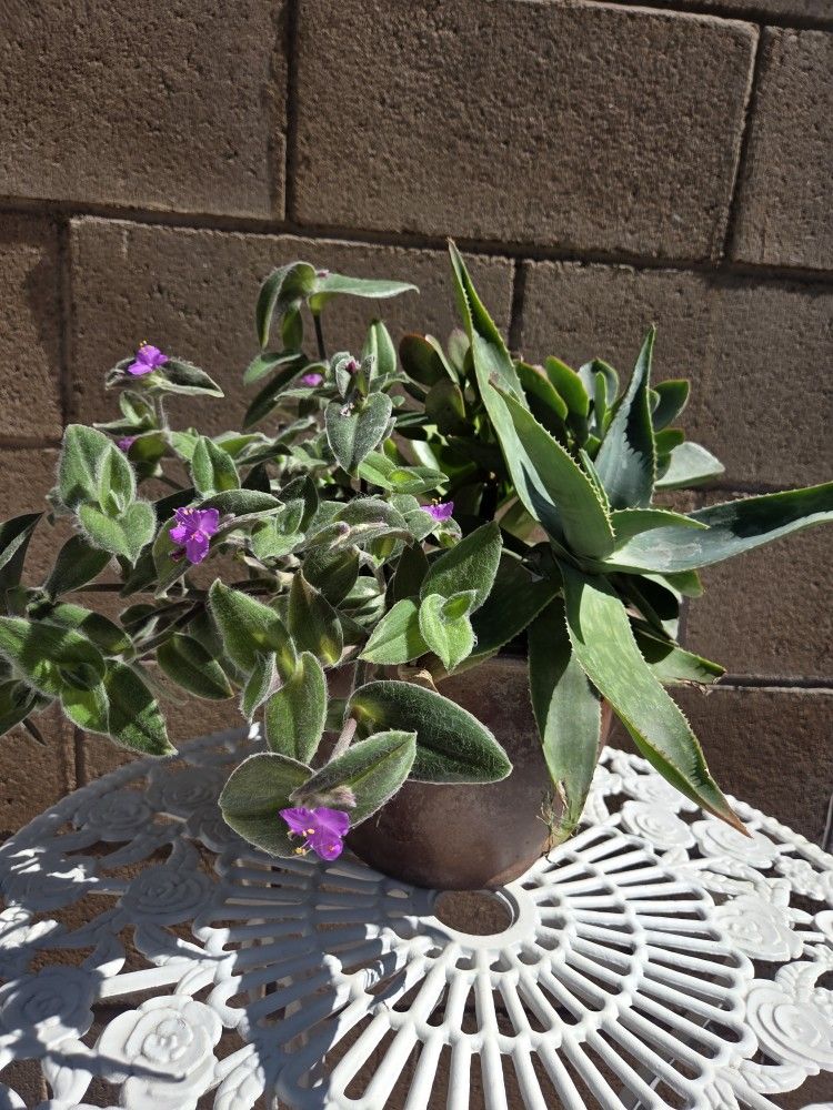 Decoration Suculents Plants Mix