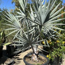Bismarckia nobilis, silver Bismarck Palm tree