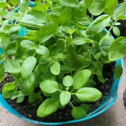Organic Non GMO Green Holy Basil Rama Tulsi Starter Live Plant Medicinal Herb Ocimum Sanctum 4”pot 8-15”Tall Each
