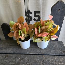 Pink Arrowhead Plants