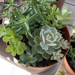 Mix Succulents Plant