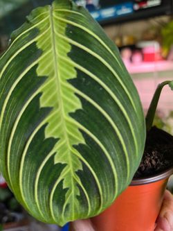 Lemon Lime Prayer Plant (Maranta leuconeura 'Lemon Lime')Lemon Lime Prayer Plant (Maranta leuconeura 'Lemon Lime')