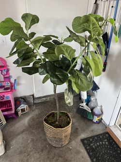 Faux Fig Leaf Tree