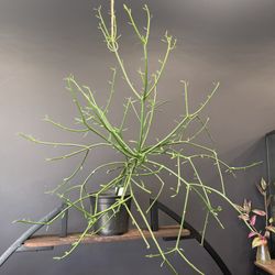 ✨ Pencil Cactus ✨