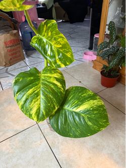 HAWAIIAN PHOTOS FRESH CUTTING