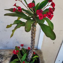 Crown Of Thorns Potted Plant 