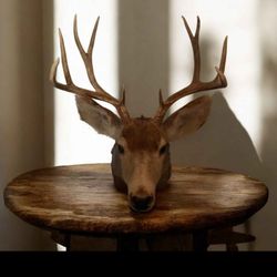 Mule Deer Mount.