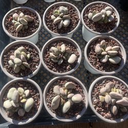 Rare Cactus And Succulent Plants 