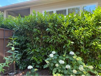 Laurel bush plant hedge privacy 8 ft tall (65 each)