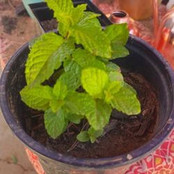 Hierba buena/ Spearmint Herbal