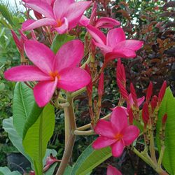 Frangipani Plumeria Tree With Beautiful Blooming 🩷 Pink Flowers 15gl $110