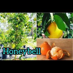 Citrus Of All Types Starting At $40