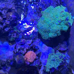 75 Gallon saltwater Tank Full Set Up, Purple Tang + Many Extras! Must See!!!!