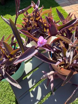 Tradescantia Pallida PURPLE HEART Perennial Plants
