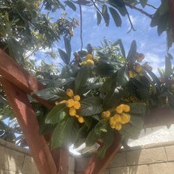 Loquat Plant 1 gal