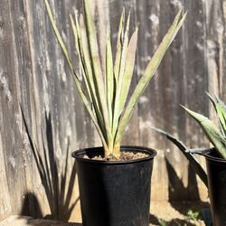 5 Gallon Agave Tequilana 