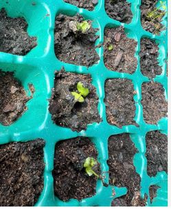 Curry leaf plant saplings- 4 counts , each 2” tall