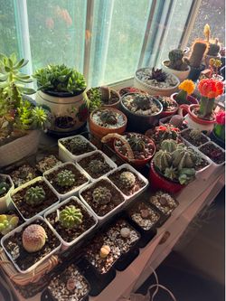 Big plant shelf sale - starting at $6