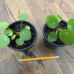 Chinese Money Plant (Pilea Peperomioides) in 4” pot. Pick up in Millbrae. Price is for each plant