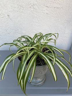 Variegated spider plant