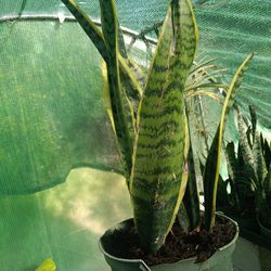 Snake Plant 6 Inch Indoor House Plant 