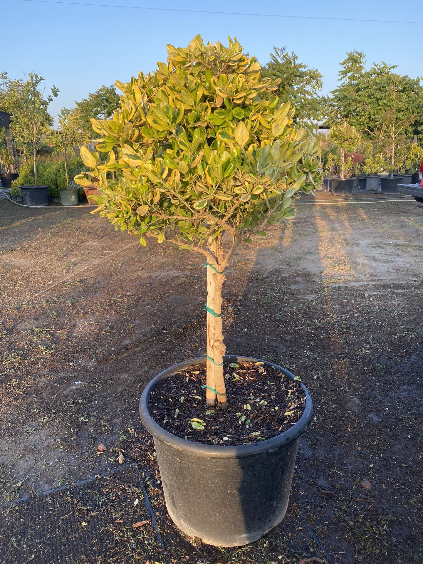Coprosma Taupata Gold, Topairy Tree/Mirror Plant 25 Gallons