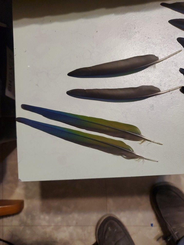 Conure feathers 2 Pair  