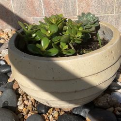 Assorted Cactus Plants With Pot