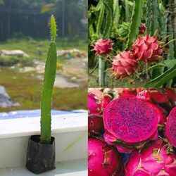 Red dragon fruit trees