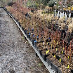 8 Types Of BLUEBERRY BUSHES!