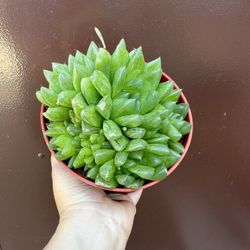 6” Hawhorthia Succulent