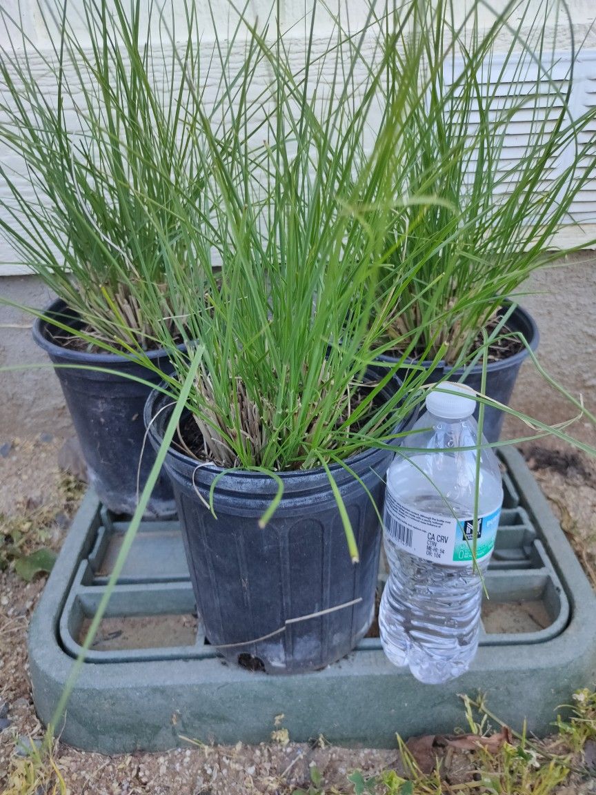 Green Fountain Grass Plant In 1gl 