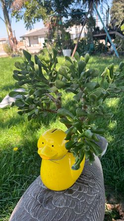 Yellow Duck Ceramic Planter Shrek