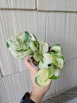 Majula Pothos Plant