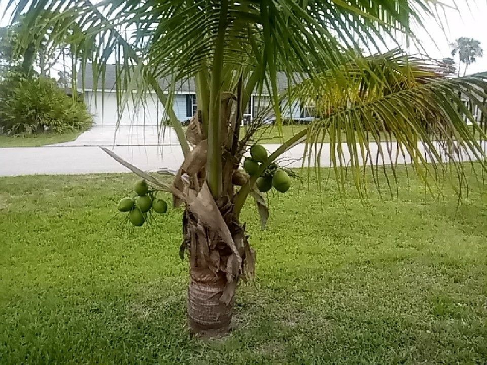 Coconut tree for Sale in Fort Myers, FL OfferUp