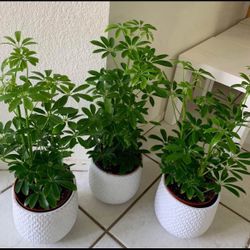 ♥️MOONDROP UMBRELLA♥️Pls Read Description 