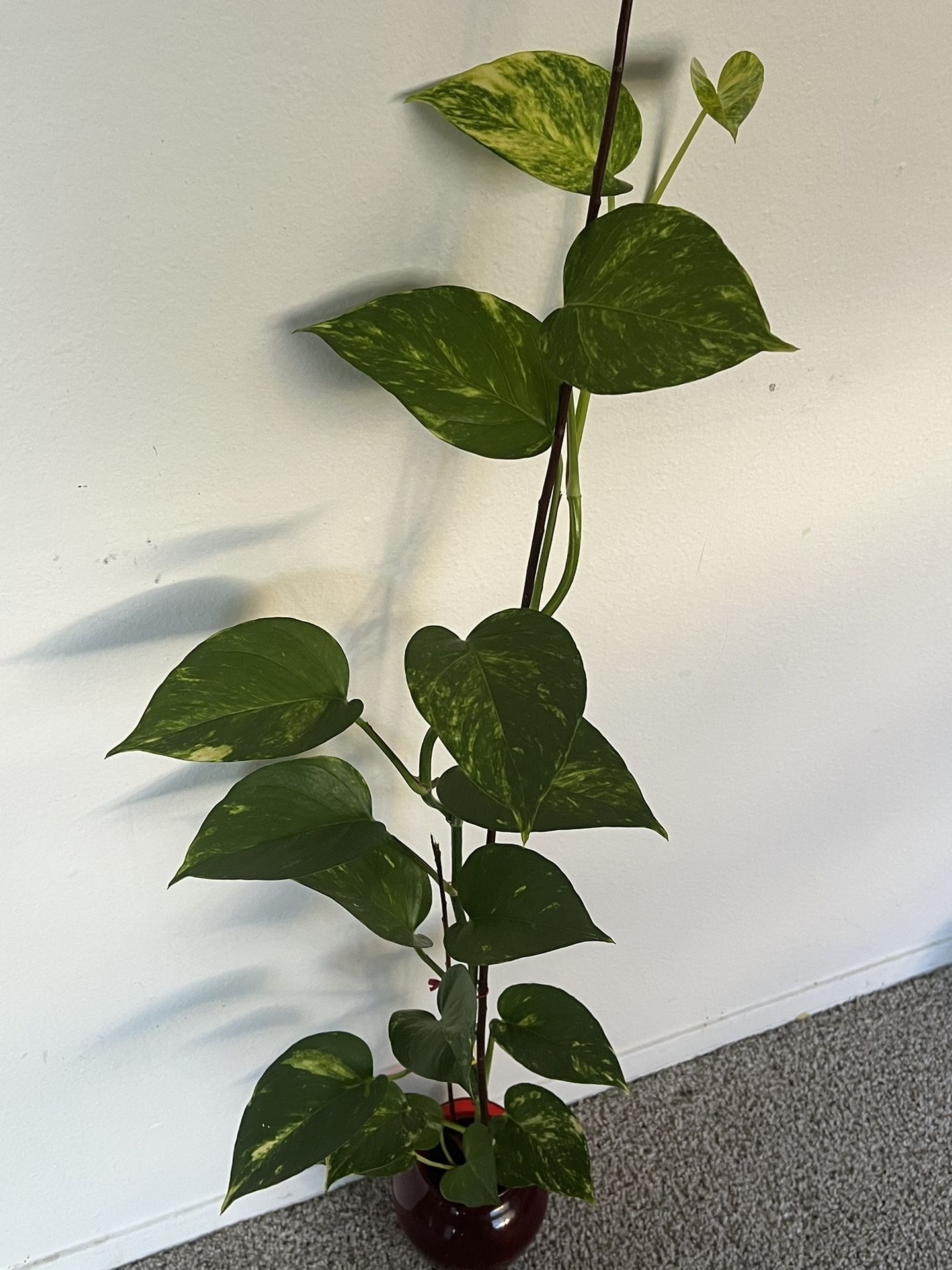 Plant 🪴 LOVELY PLANT IS REAL