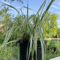Healthy Garden Potted Grass Plant