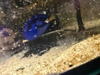 Fish tank