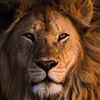 LeoAugust