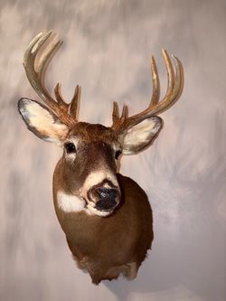 Taxidermy-Deer mount