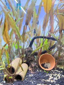 Aquarium plants/ cryptocorne brown