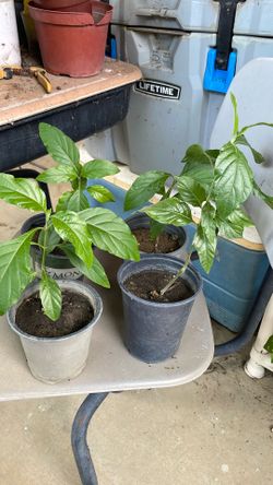 Bonitas Plantas Naturales de muicle o sangre de cristo a Buen precio