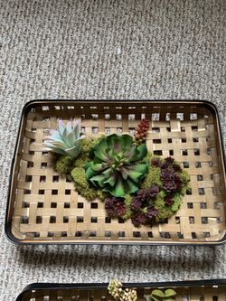 Home decor succulents