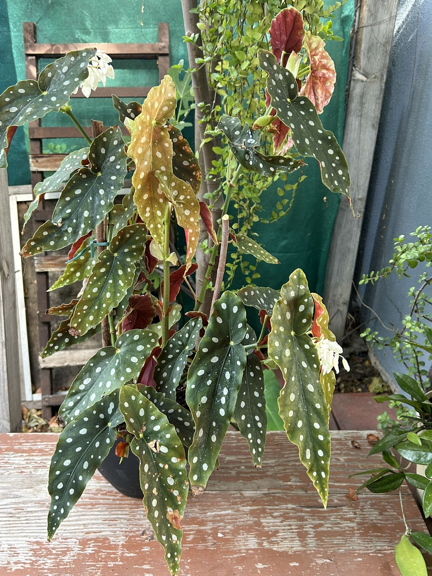 Begonias Plants Grande Es De Sombra Y Ya Está Gloriando