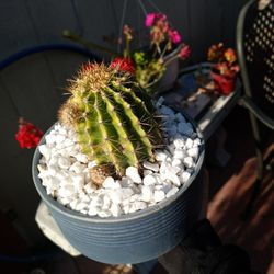 Plants