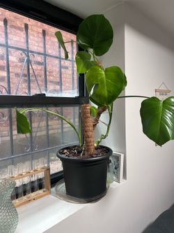 Monstera
