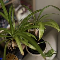 3 Plants In One Beautiful Pot