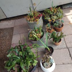 Indoor Succulents ALL OBO 