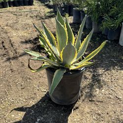 Variegated Century Plant 5 Gal